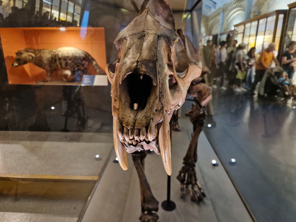 Natural History Museum London Sabre Tooth Tiger Fossil