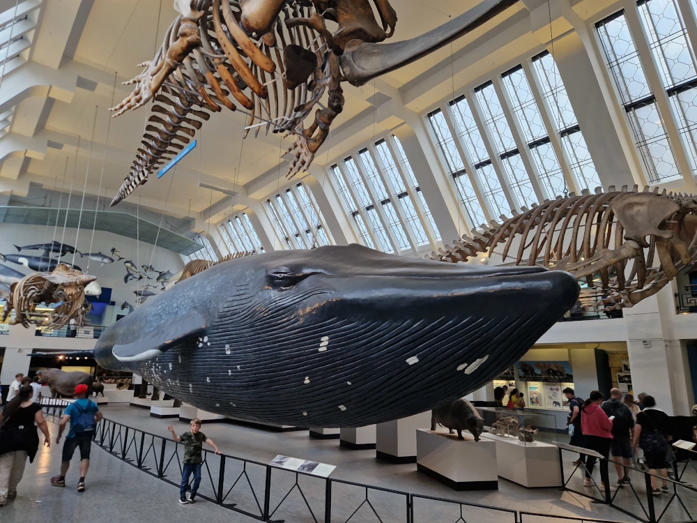 Natural History Museum London Whale Model