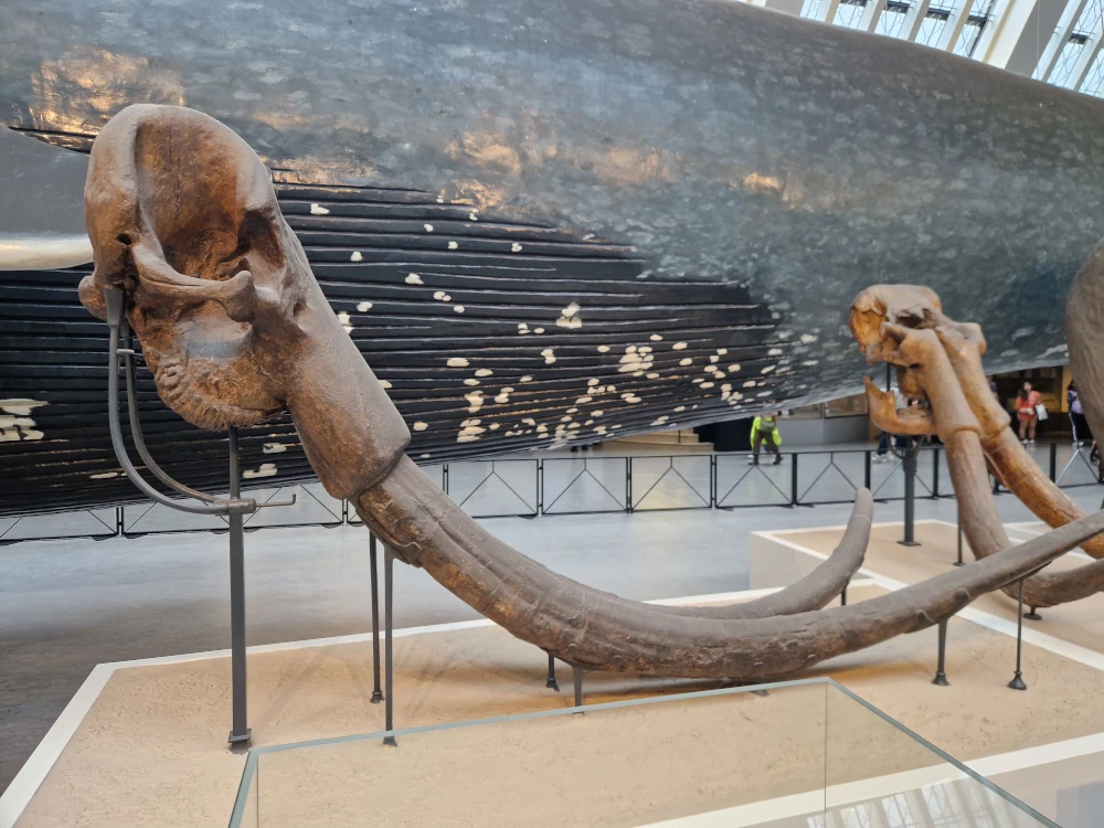 Natural History Museum London Mammoth Skull and Tusks