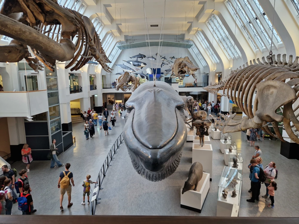 Natural History Museum London whales