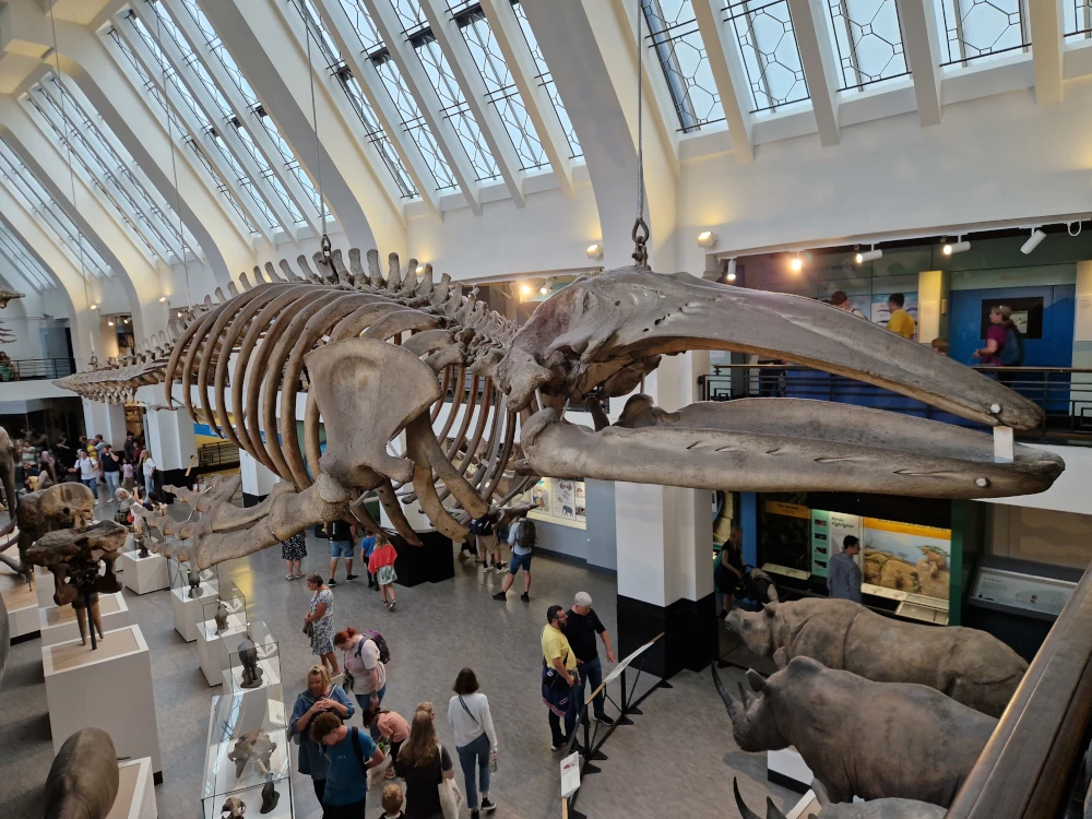 Natural History Museum London Grey Whale Skeleton