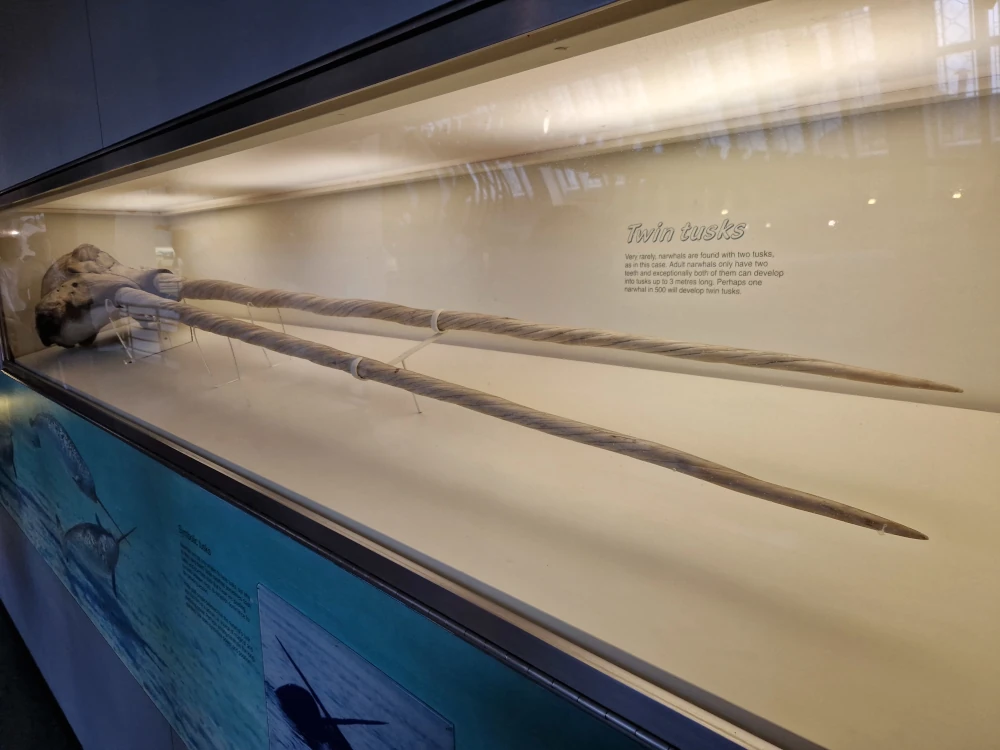 Natural History Museum London Double Narwhal Tusk