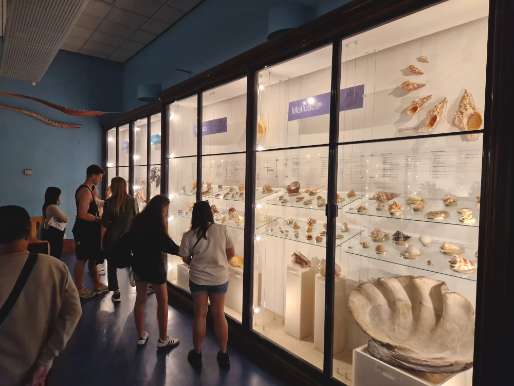Natural History Museum London Molluscs