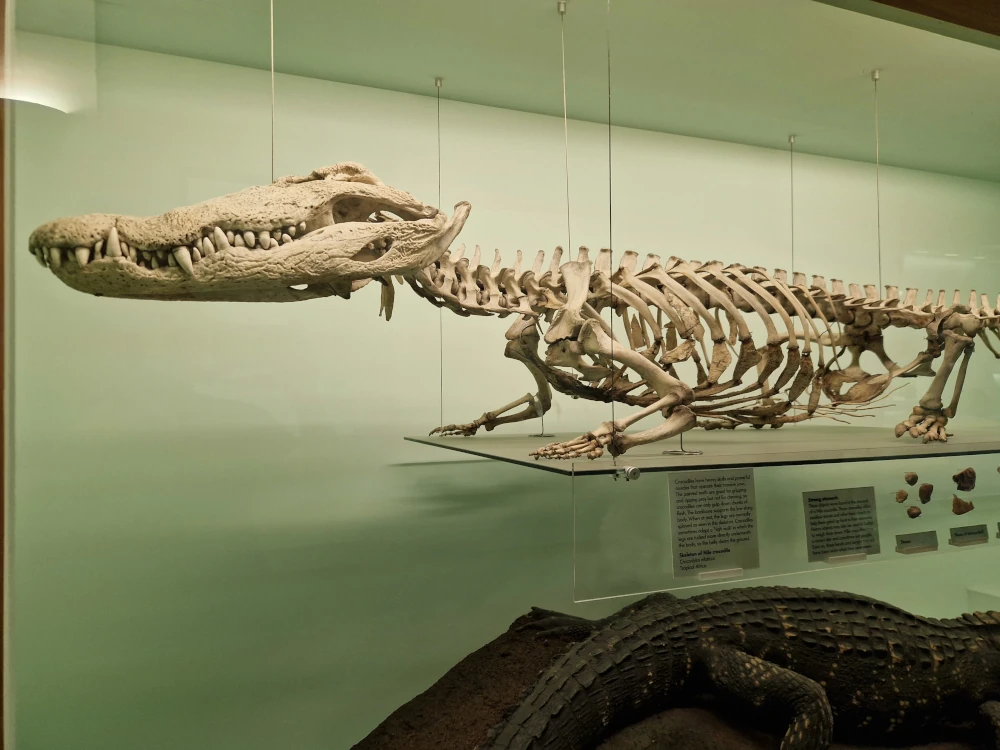 Natural History Museum London Crocodile skeleton