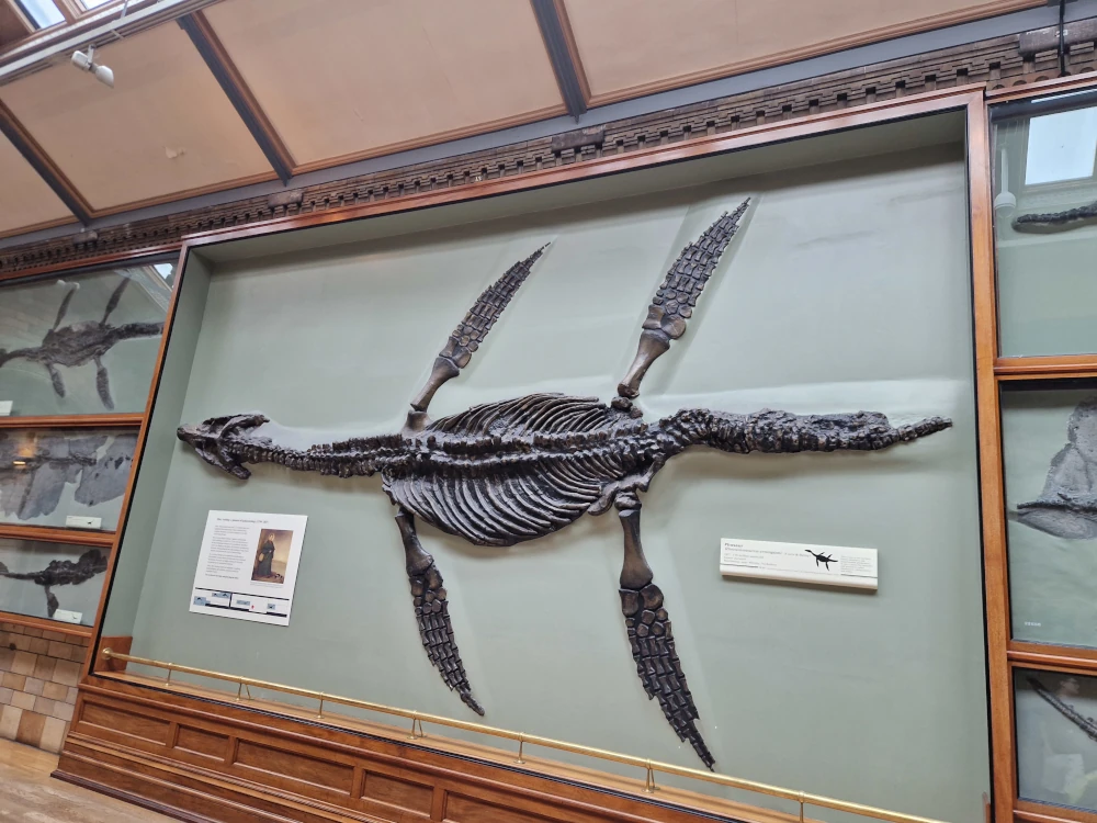 Natural History Museum London Plesiosaur fossil