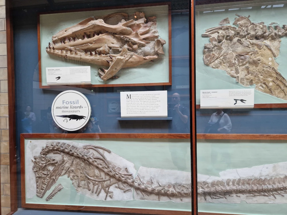 Natural History Museum London Mosasaurus fossil