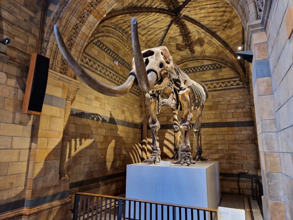 Natural History Museum London Elephant skeleton