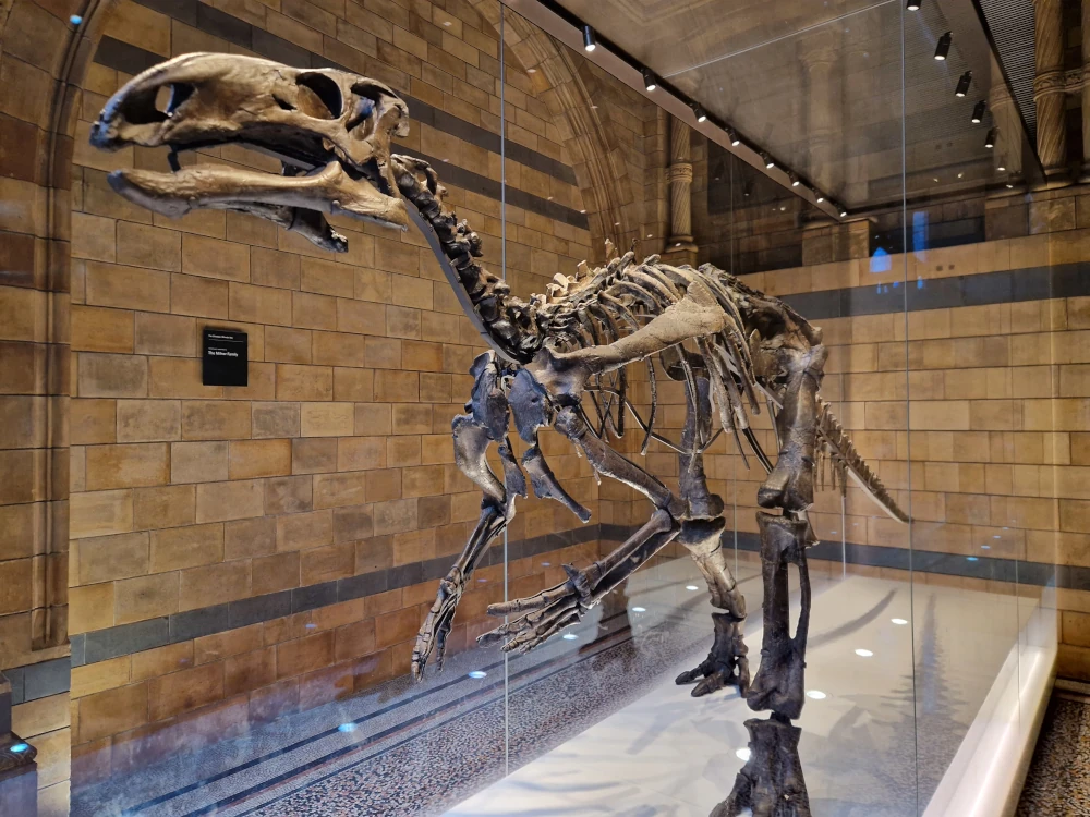 Natural History Museum London Dinosaur fossil