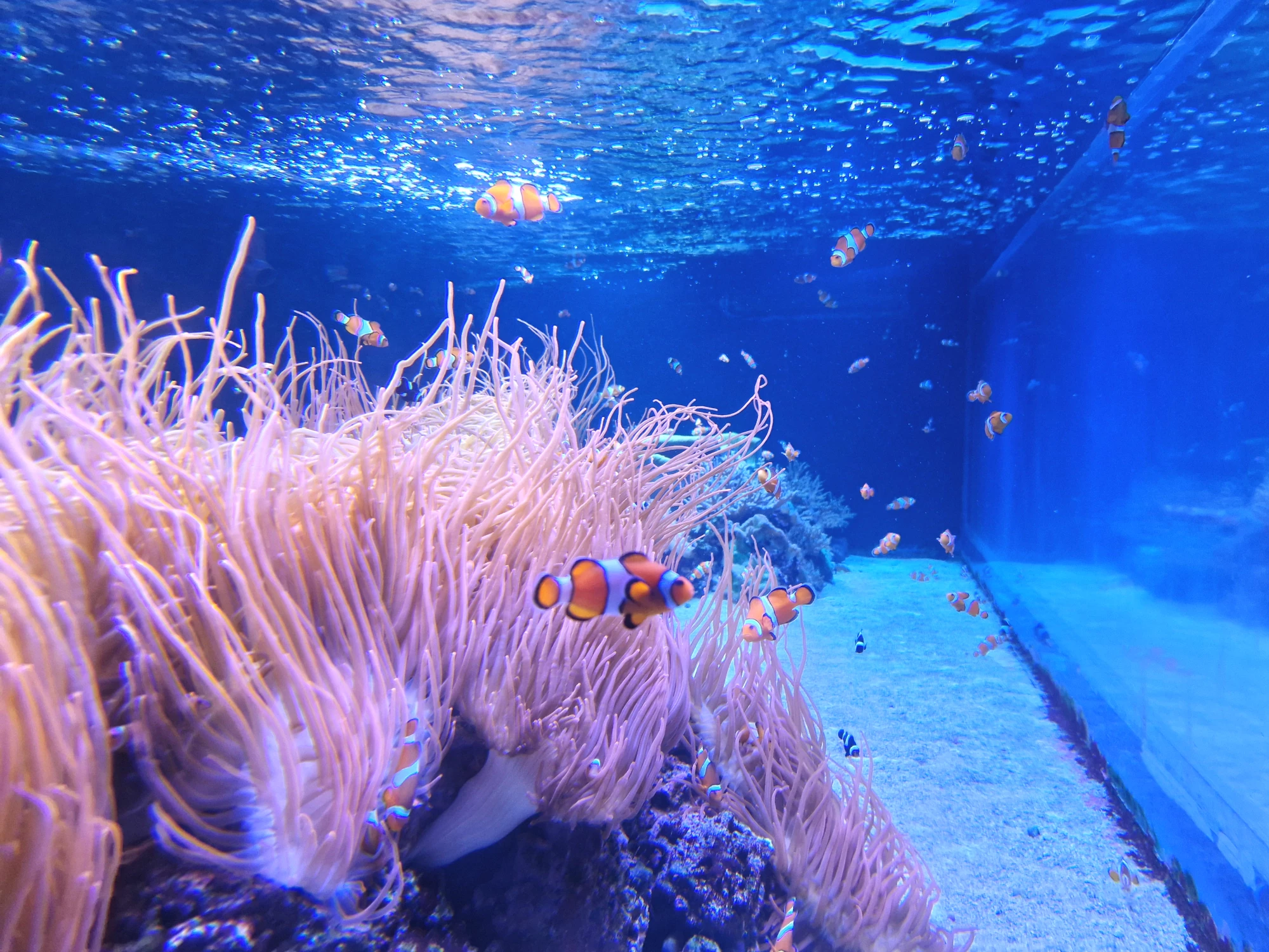 Sea Life London Aquarium