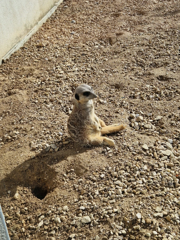 Chester Zoo Heart of Africa Meerkat