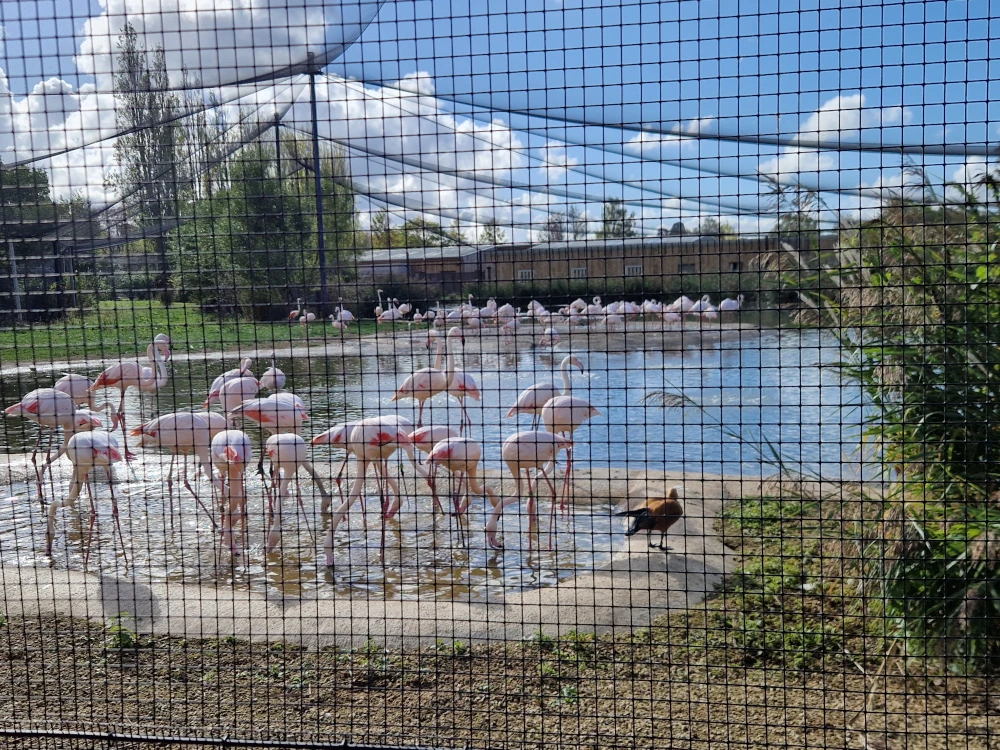 Chester Zoo Heart of Africa Flamingos