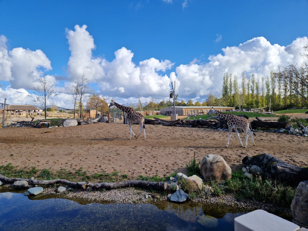 Chester Zoo Heart of Africa Savannah Giraffes