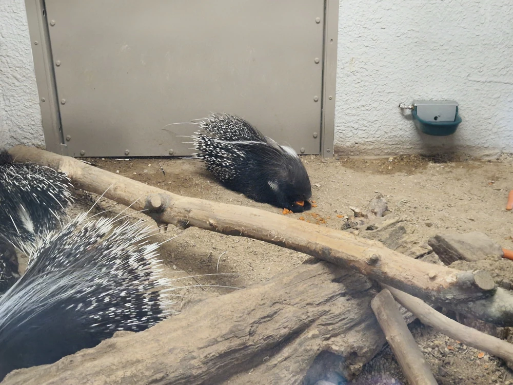 Chester Zoo Porcupines