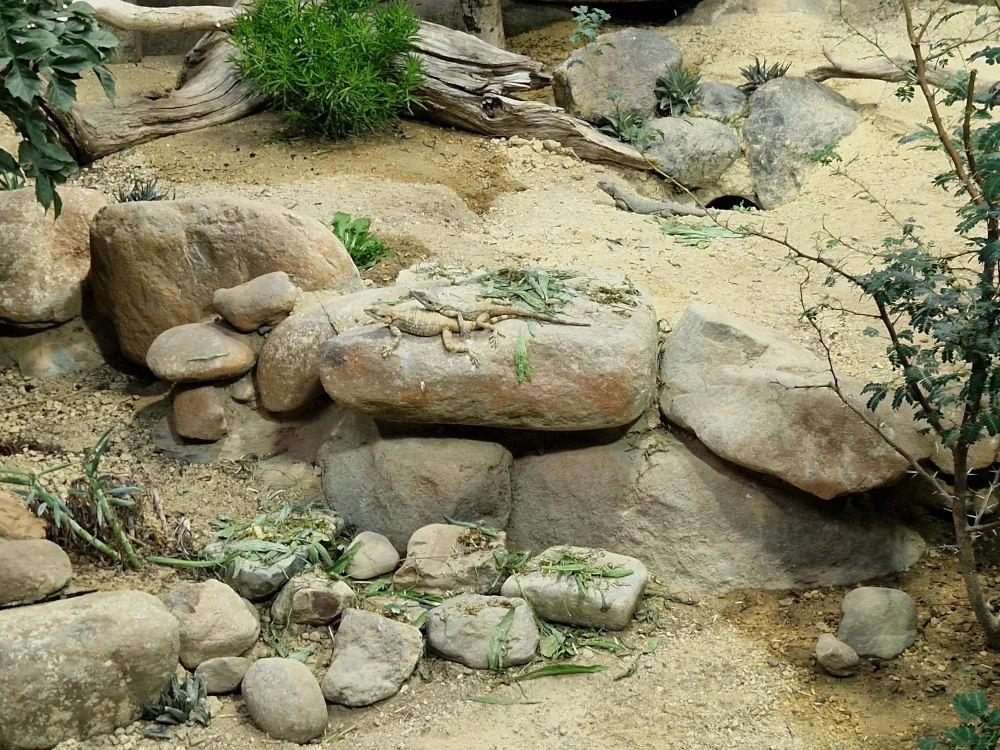 Chester Zoo Hidden Savannah Lizards