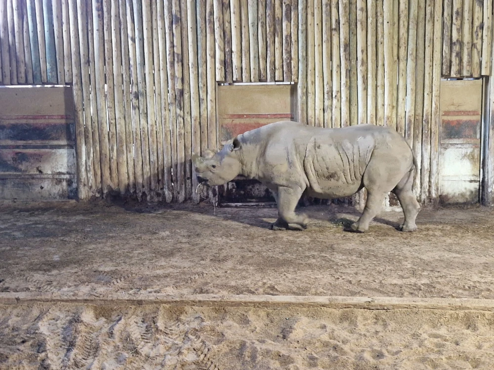 Chester Zoo Rhino