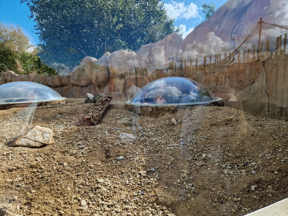 Chester Zoo Meerkat Enclosure