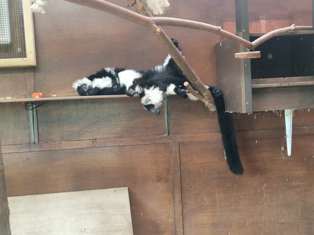 Chester Zoo Tamarinds