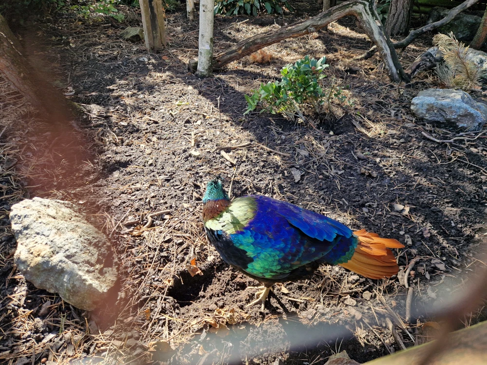Chester Zoo Colourful Bird