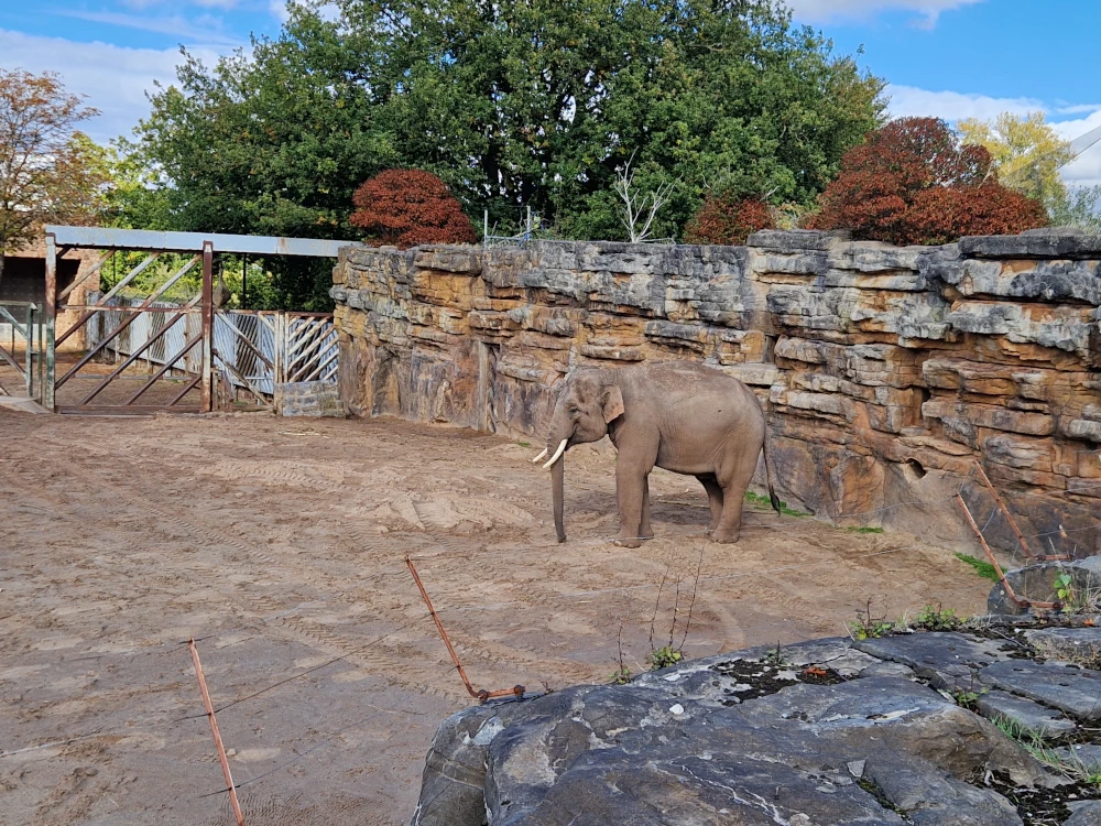 Chester Zoo Elephant