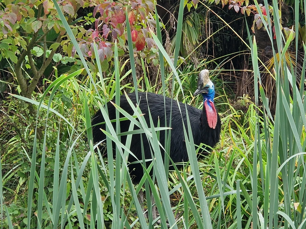 Chester Zoo Southern Cassowary
