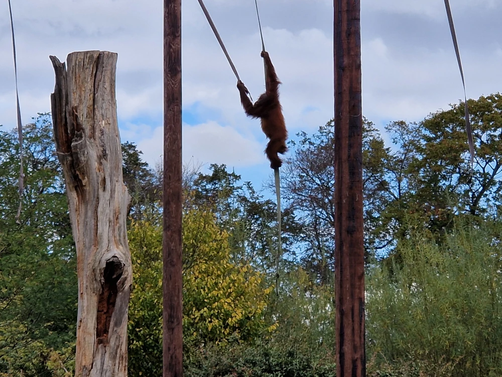 Chester Zoo Orangutan Swinging