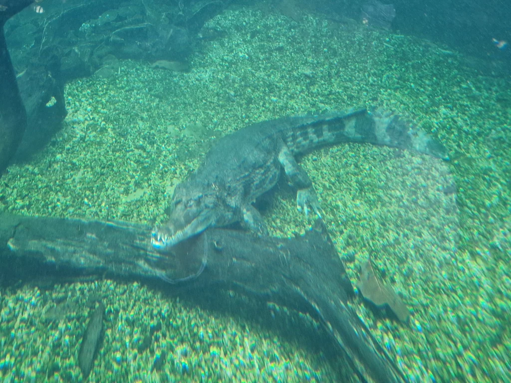 Chester Zoo Sunda Gharial