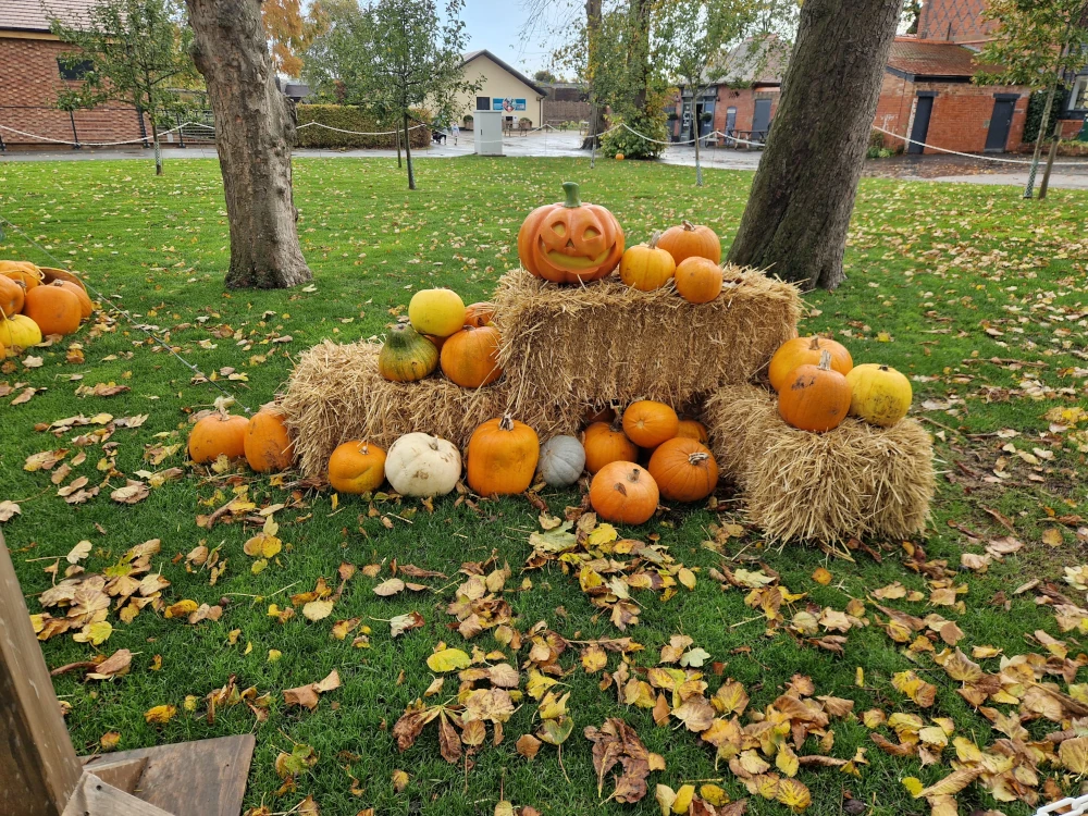 Chester Zoo Halloween Pumpkin Display