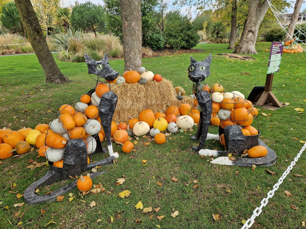 Chester Zoo Halloween Pumpkin Cat Display