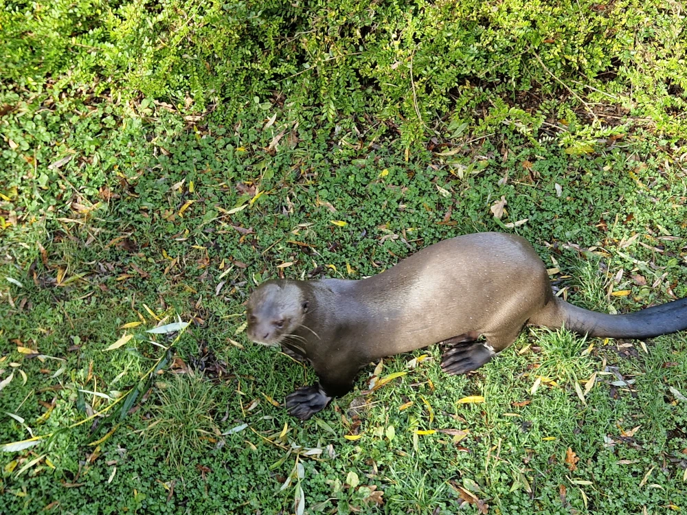 Chester Zoo Giant Otter