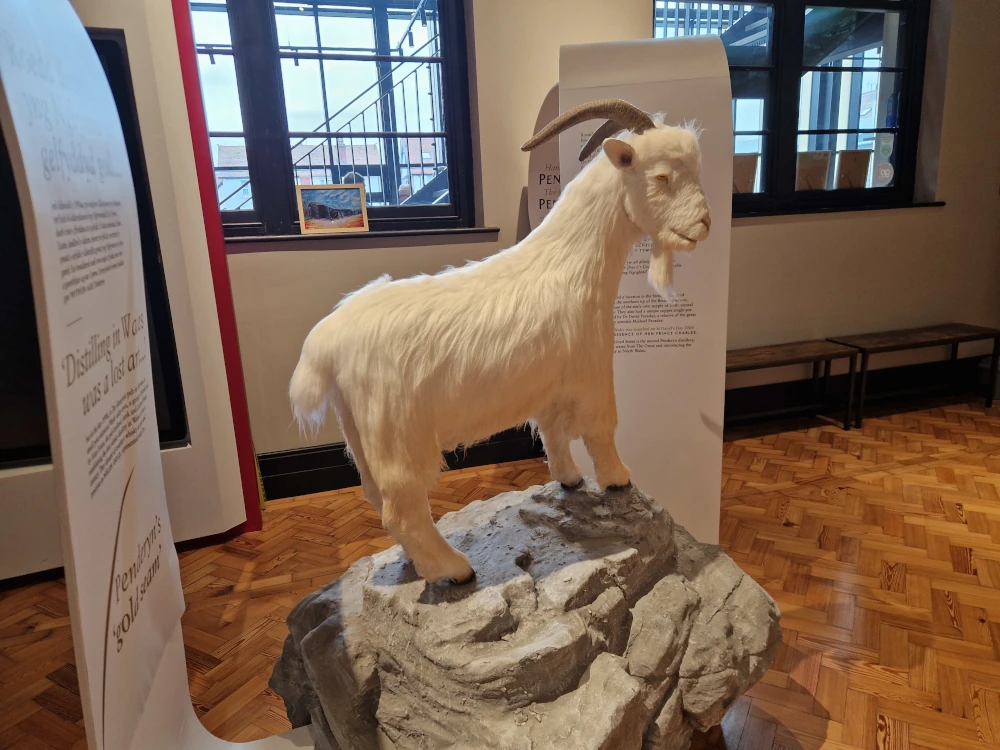 Penderyn Whisky Distillery Llandudno goat
