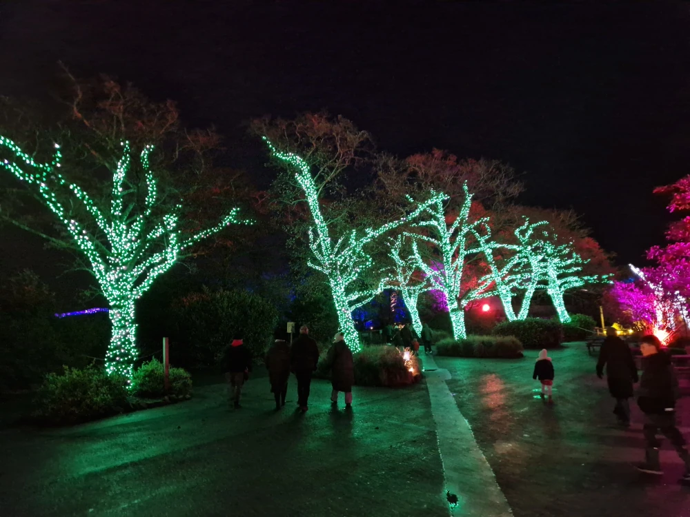 Chester Zoo Lanterns and Light Illuminated Trees