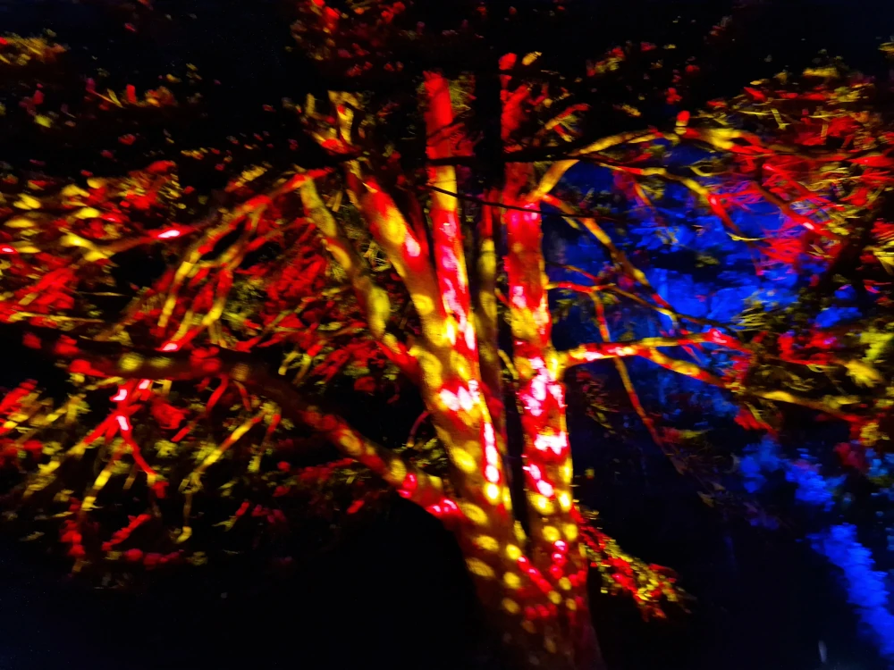 Chester Zoo Lanterns and Light Multicoloured tree lights