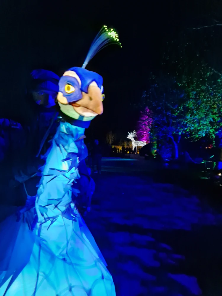 Chester Zoo Lanterns and Light Peacock Puppet