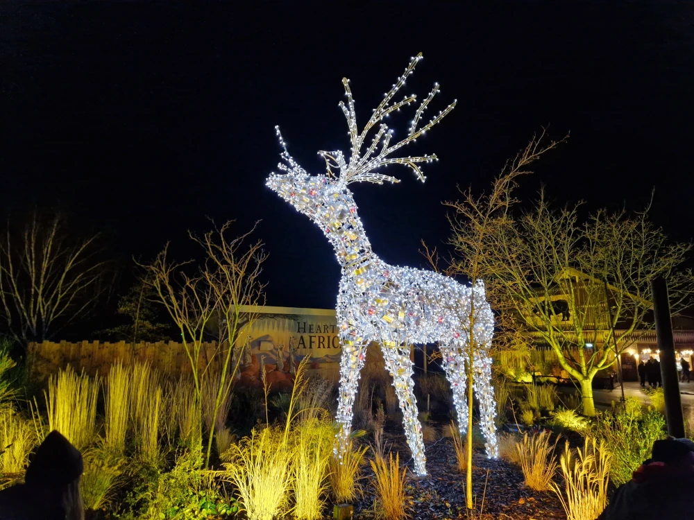 Chester Zoo Lanterns and Light Reindeer Statue Lights