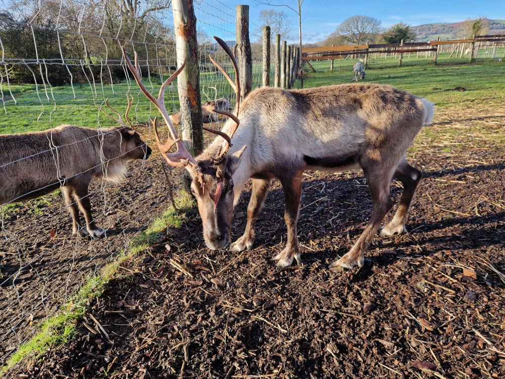 Christmas Farm Wrexham Reindeer