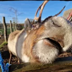 Christmas Farm Wrexham Reindeer