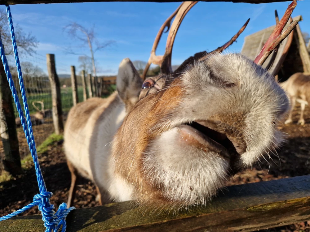 Christmas Farm Wrexham Reindeer