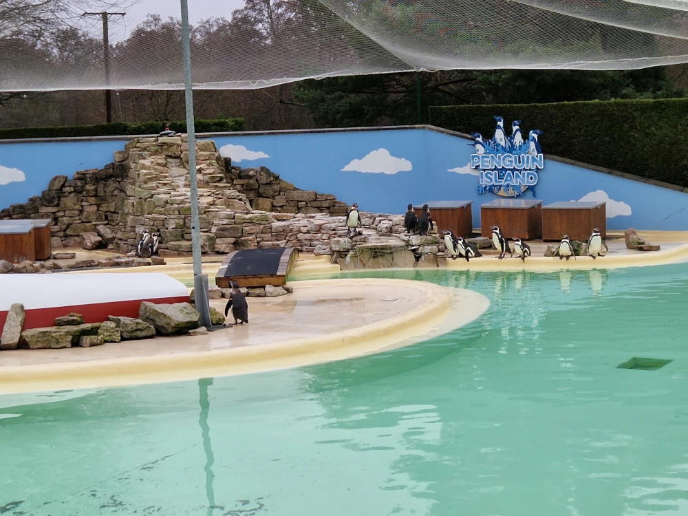 Paultons Park Penguins