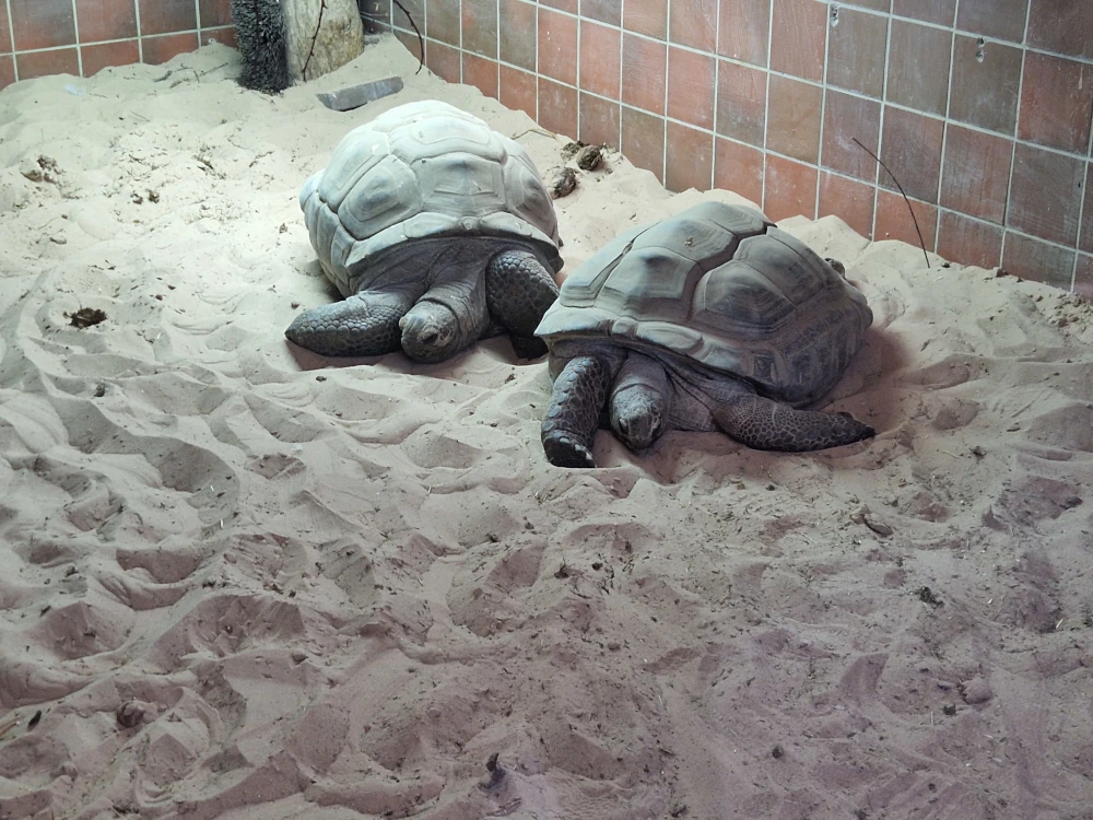 Paultons Park Giant Tortoises