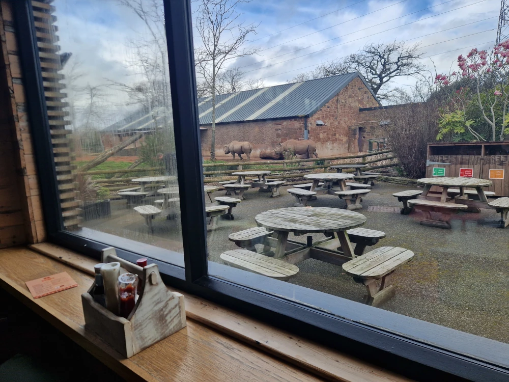 Chester Zoo Bembe Restaurant Rhinos