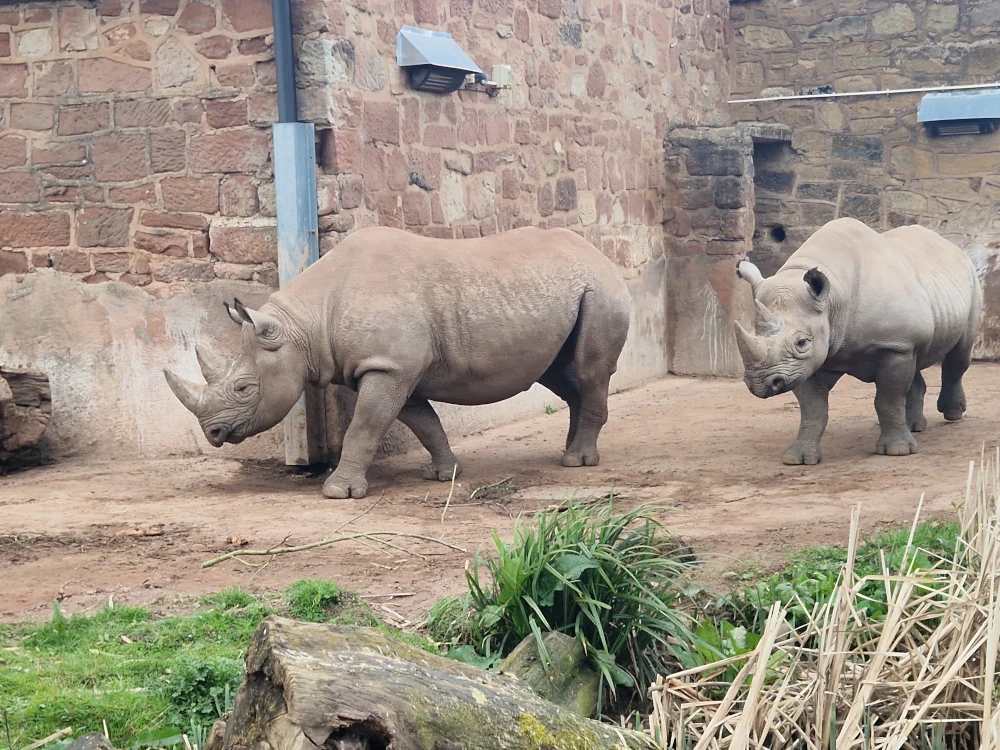 Chester Zoo Rhinos
