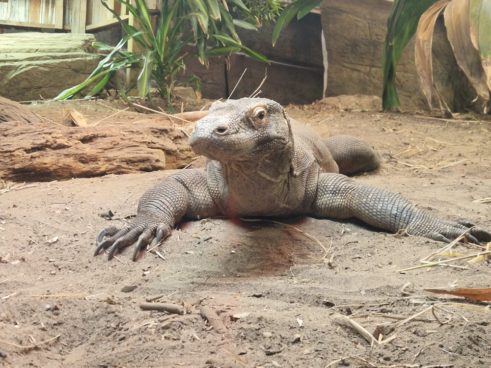 Chester Zoo Komodo Dragon