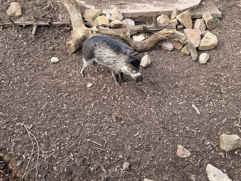 Chester Zoo Warty Pig