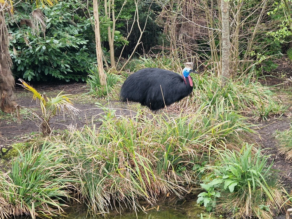 Chester Zoo Cassowary